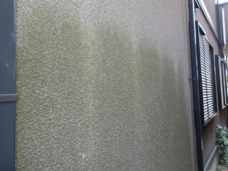 汚れと藻がついてしまったモルタル外壁