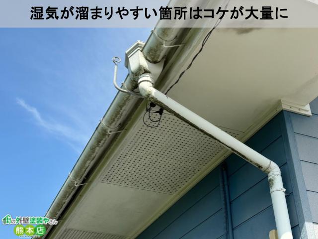 付帯部コケ