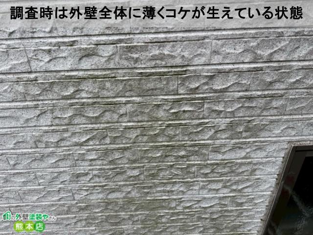 調査時は外壁全体に薄くコケが生えている状態