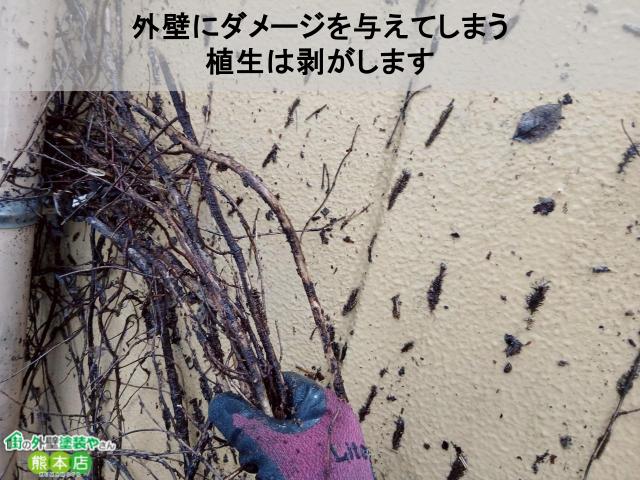 外壁にダメージを与えてしまう 植生は剥がします