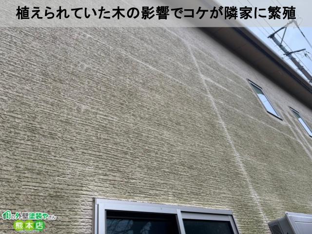 コケが繁殖したサイディング外壁