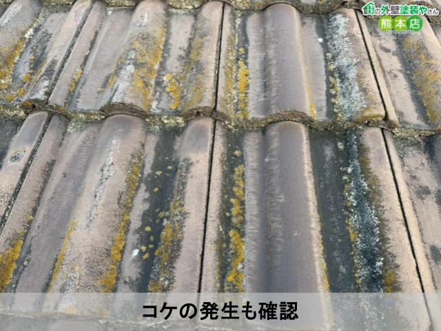コケの発生も確認