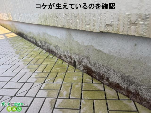 コケが生えているのを確認