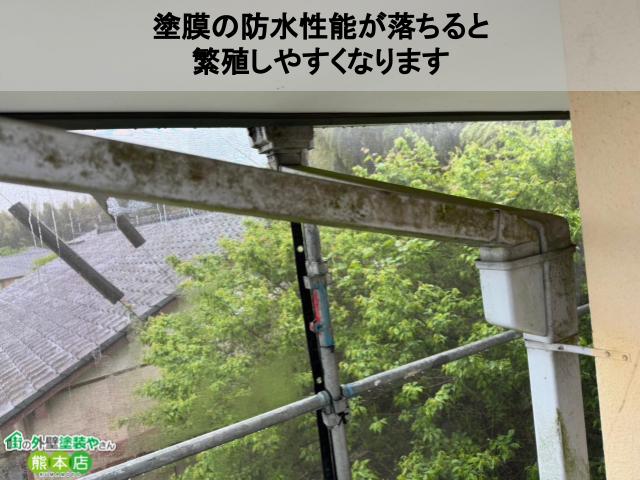 塗膜の防水性能落ちると繁殖