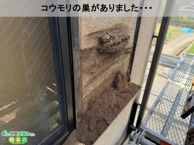 コウモリ巣