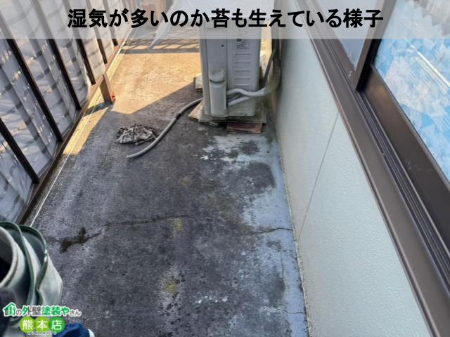 苔が生えている様子