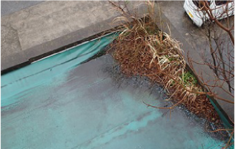 屋上防水から植物