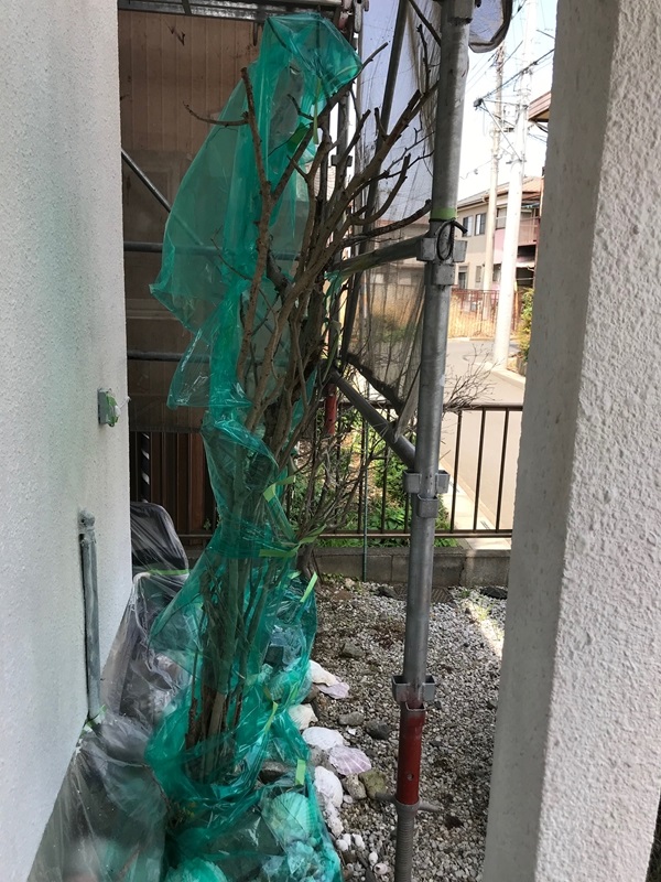 植木の養生