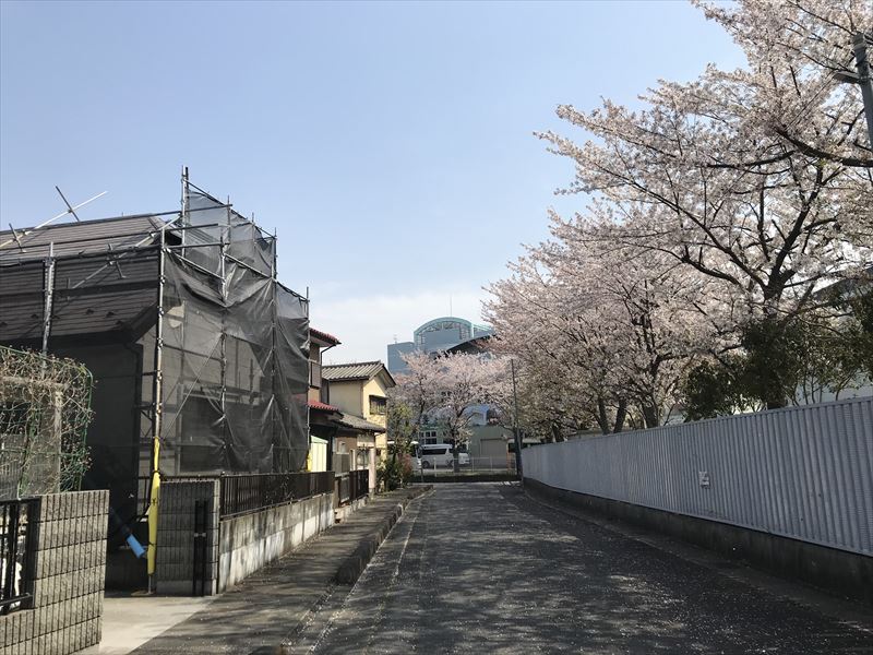 伊奈町の屋根外壁塗装工事現場と桜並木