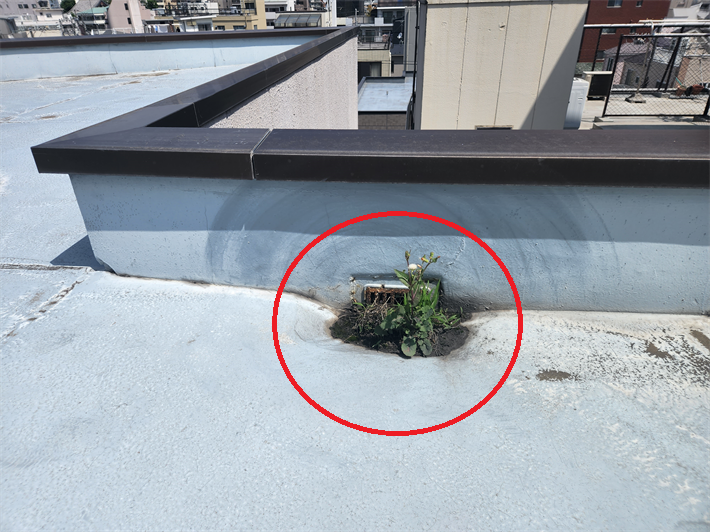 台東区三ノ輪にて屋上の陸屋根から雨漏りが発生！防水工事のご相談をいただき現地調査を実施！