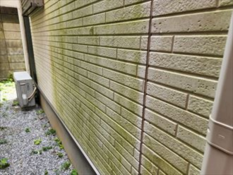 外壁の苔の繁殖
