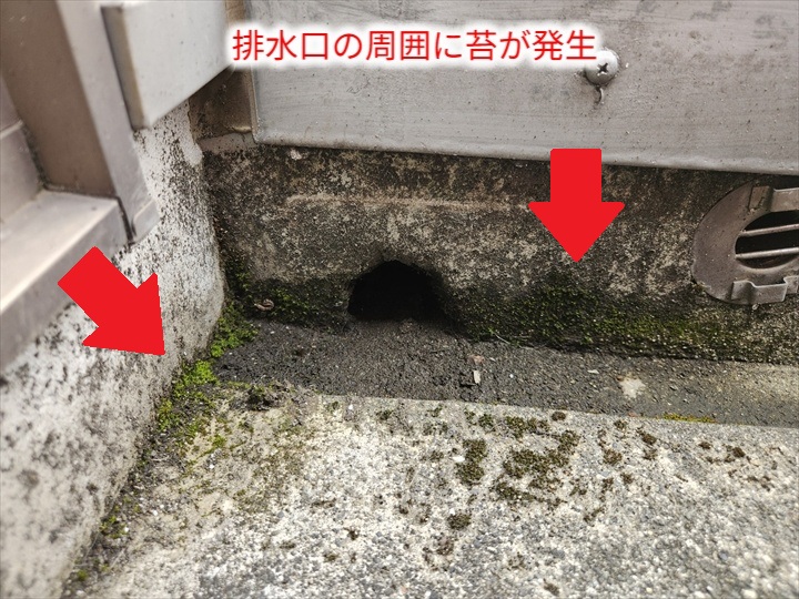 ベランダ排水口周囲に苔