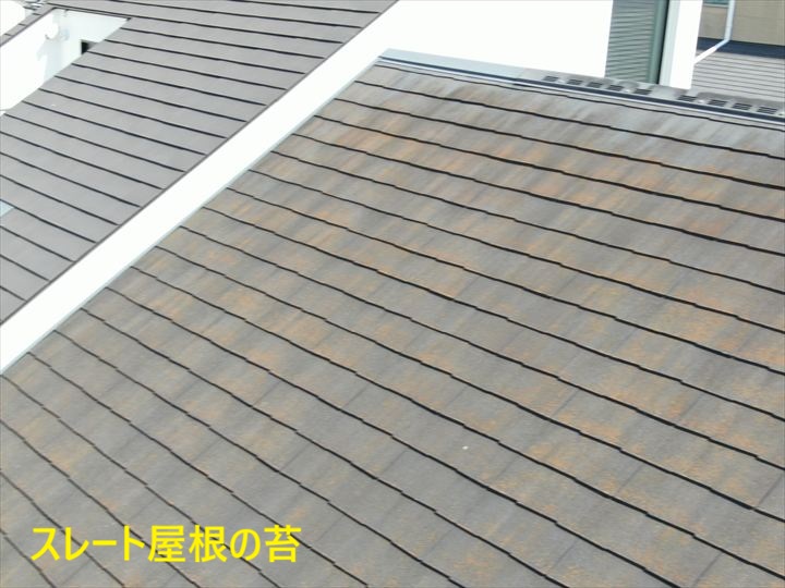 苔が発生した屋根面