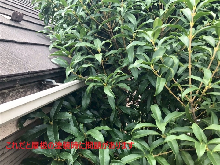 木がかかっています