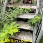 調布市若葉町で鉄階段に錆の進行を確認！鉄部塗装工事をご提案いたしました