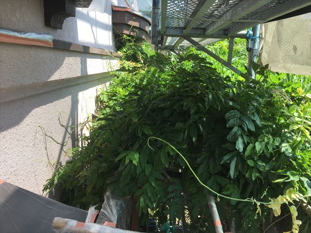 外壁に葉っぱ