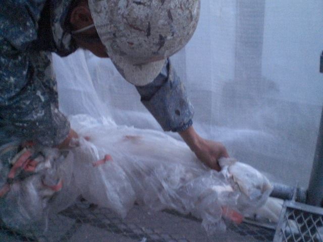 養生剥がし