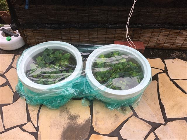 高圧洗浄