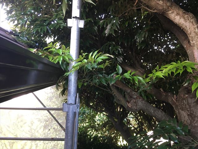 外壁に枝