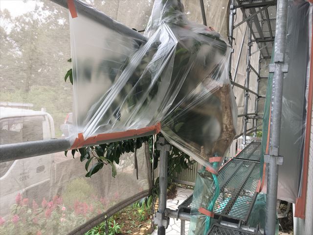 養生