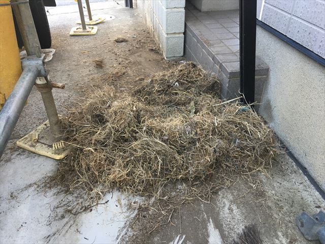 雀被害