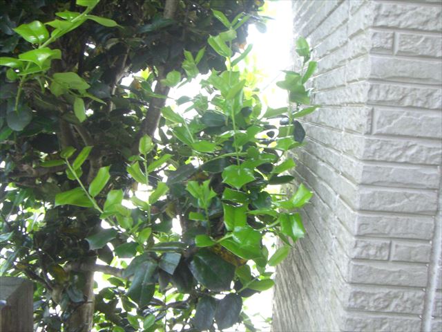植栽剪定