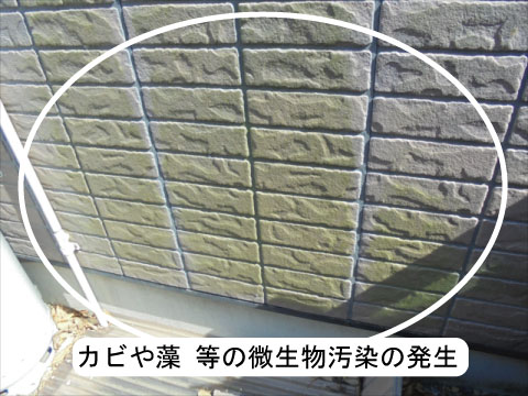 外壁の微生物汚染