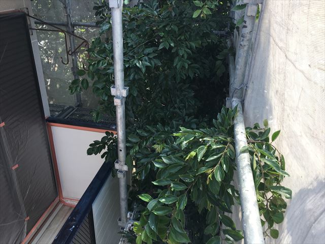 枝　伐採
