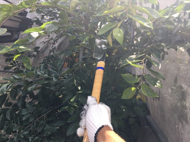 枝　伐採