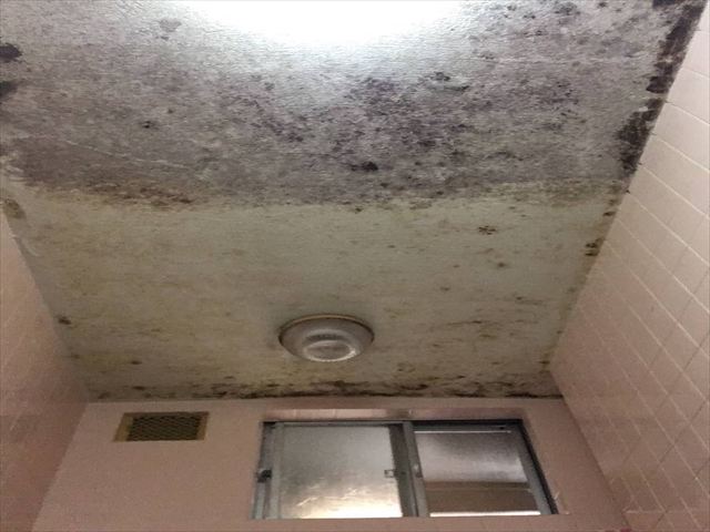 浴室天井カビ除去中