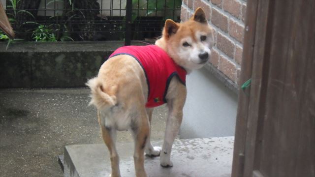 ワンちゃん