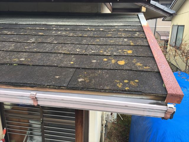 屋根にカビやコケが発生