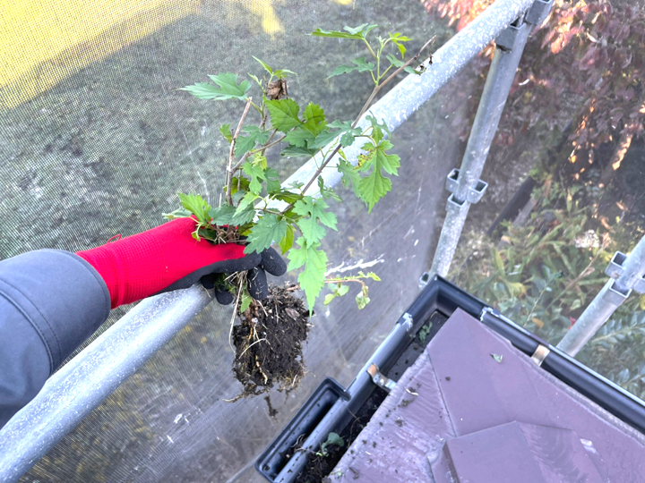 雨樋に生えた植物を撤去しました