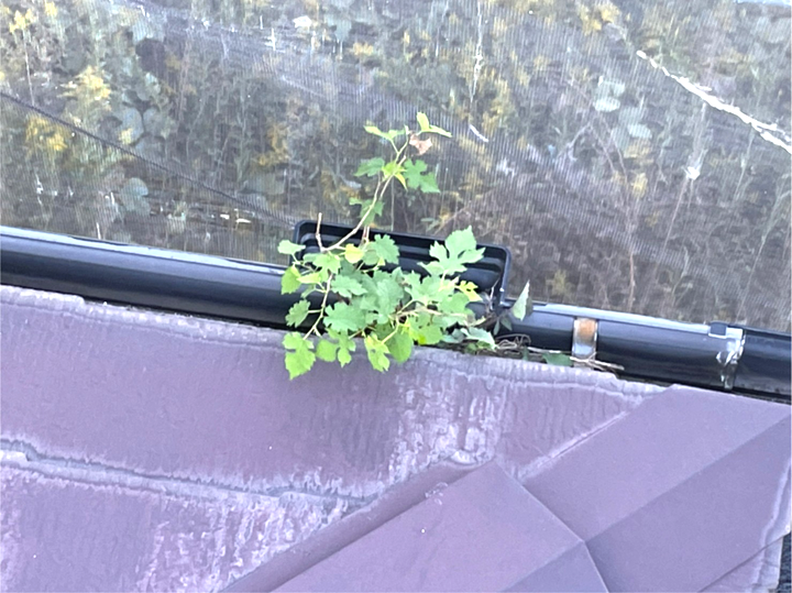 雨樋の中で育った植物が詰まりの原因になることもあります。