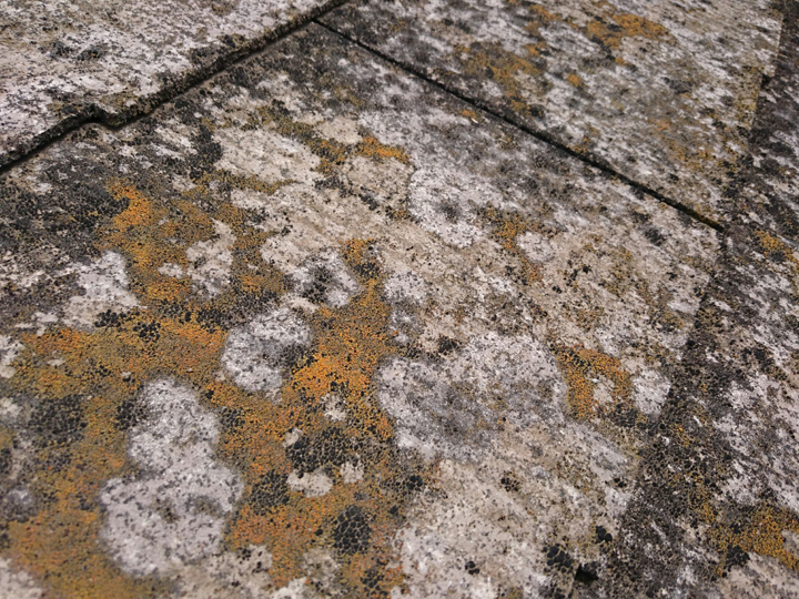 屋根に苔が出たら要注意！放置リスクと対策方法を解説