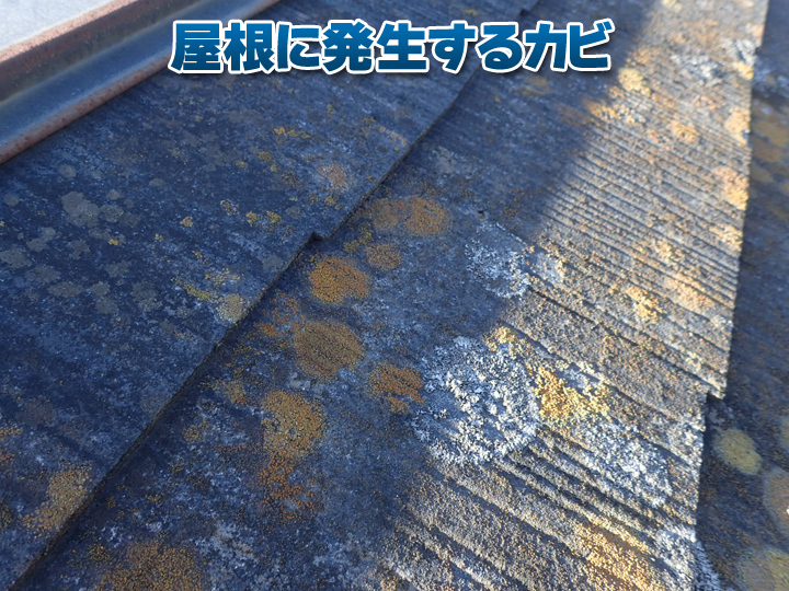 屋根にカビが発生する原因とは？放置しやすい屋根カビの特徴を解説