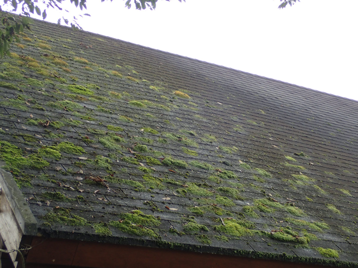屋根の藻対策はどうする？発生原因と効果的な対処方法を解説