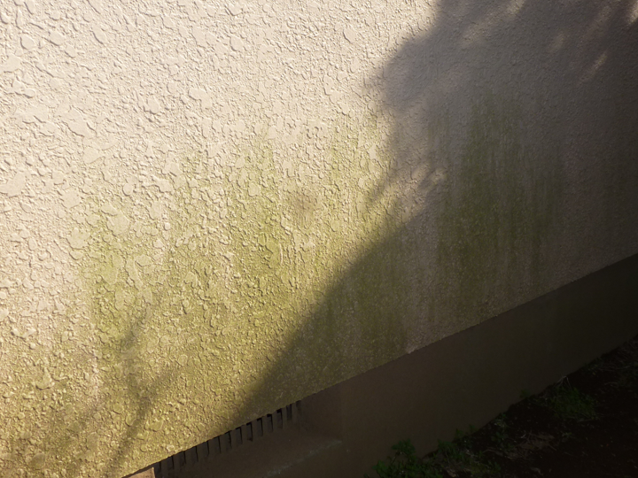 外壁の苔洗浄はなぜ必要？原因と放置リスクを解説