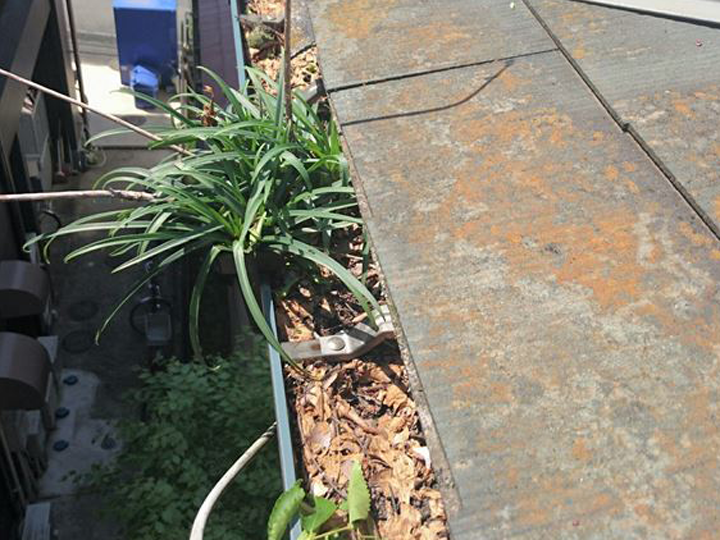 落葉がつまり、草が生えた状態の雨樋