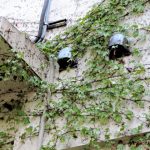 ツタが家に生える理由とは？外壁への影響と注意点を解説