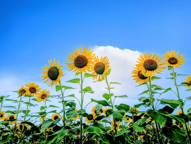 夏に外壁塗装をする前に知っておきたいポイントとは？