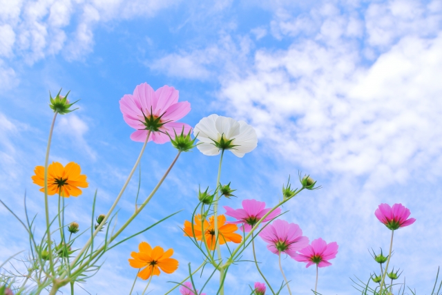 春や秋は気温と湿度のバランスが取りやすく、外壁塗装に向いている時期とされています