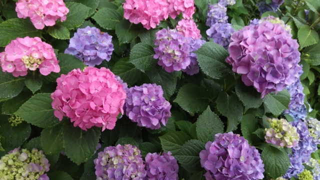 梅雨に雨漏りが増える理由とは？原因・対処法・予防策を詳しく紹介