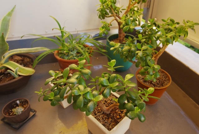 ベランダに植物(植木鉢)などの重いものを置く場合は防水層に傷がつかないように注意しましょう!