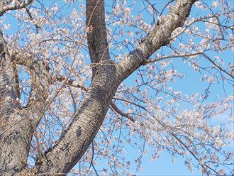 富津市青木 桜の時期
