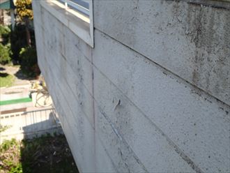 木更津市 苔の発生