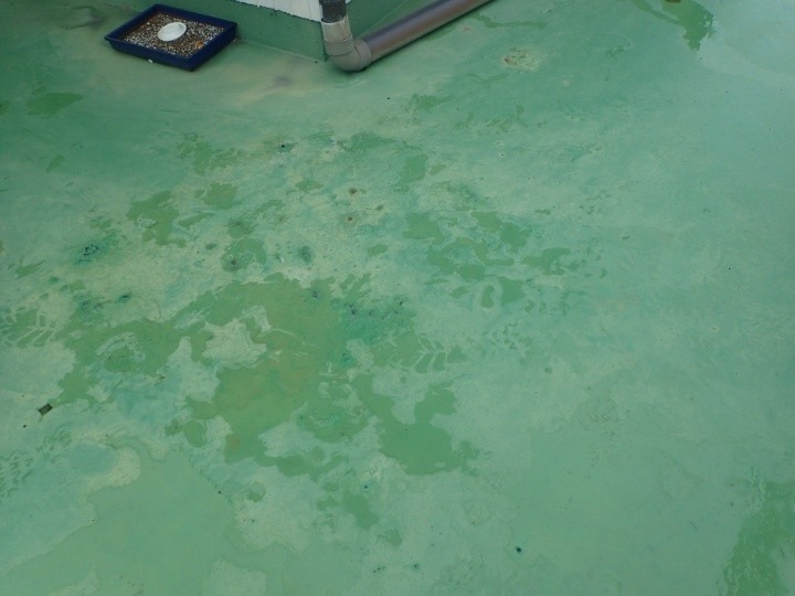 ベランダ床全体の浮きと汚れ