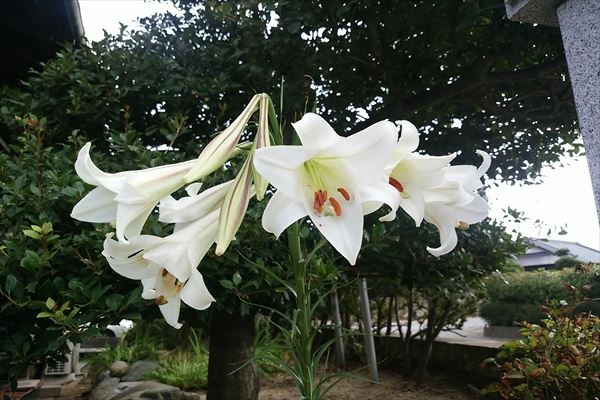 佐倉市 蘭の花