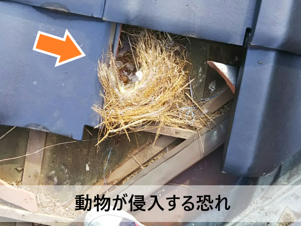 屋根材の下に作られた鳥の巣