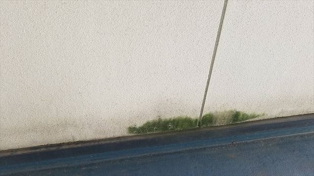 外壁のコケ